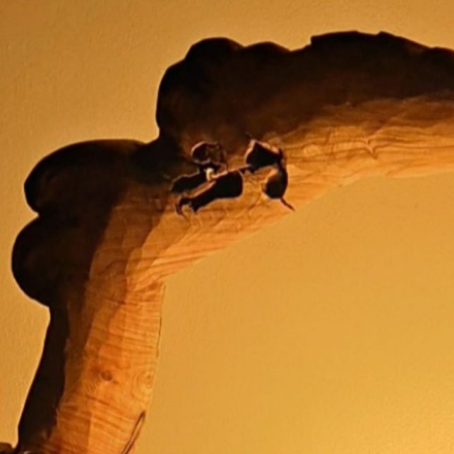 Une branche sculptée éclairée